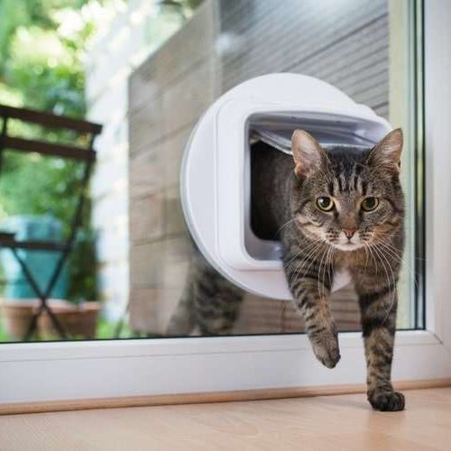Cat Door Installation Auckland