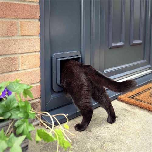 Cat Door Installation Auckland