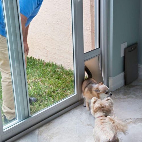 Dog Door Installation Auckland