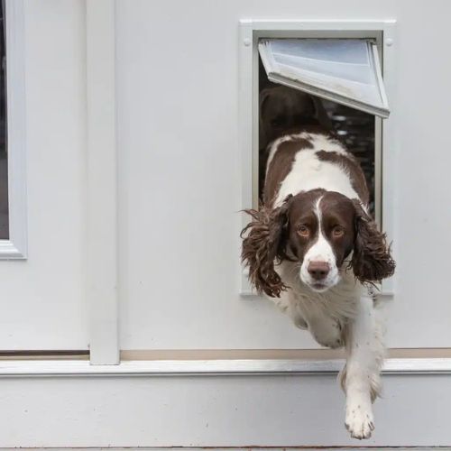 Dog Door Installation Auckland