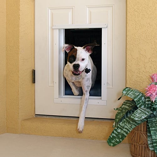 Dog Door Installation Auckland